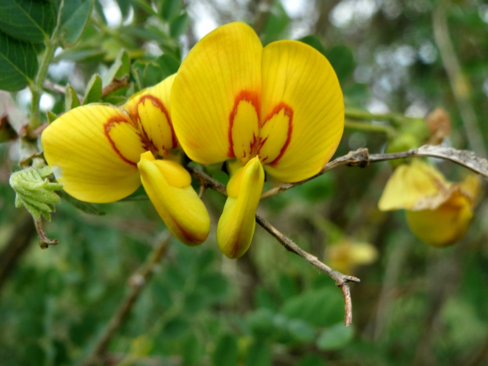 20140515Colutea_arborescens02