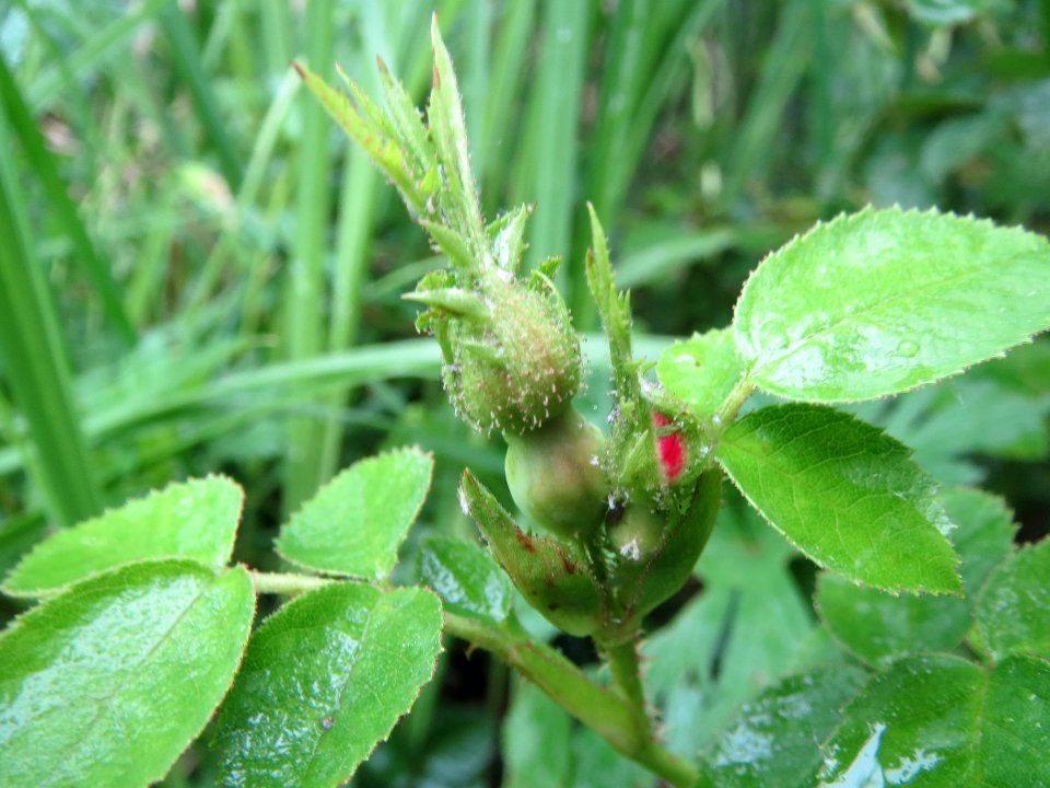 20140510Rosa_rubiginosa1