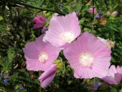 20140724Malva_alcea3