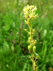 20140724Reseda_lutea3