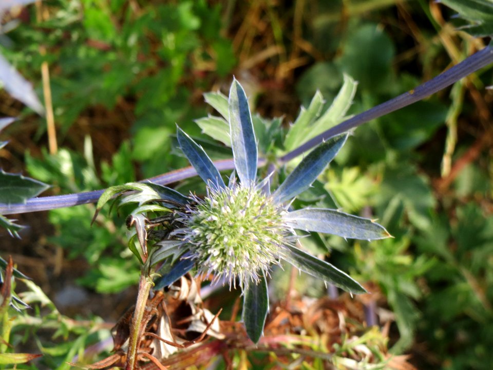 20140701Eryngium_planum5