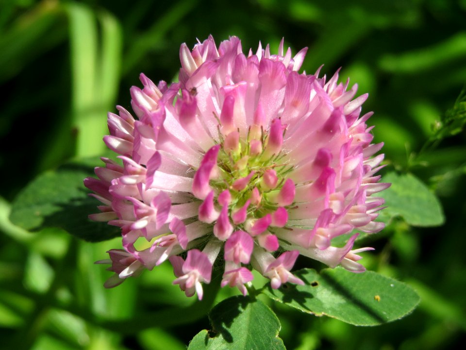20140514Trifolium_pratense2