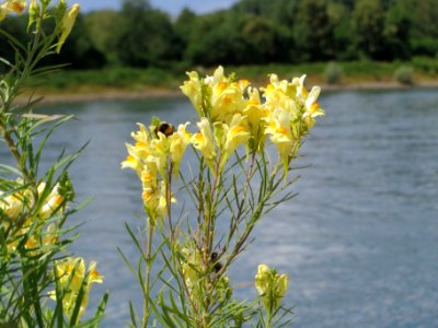 20140630Linaria_vulgaris