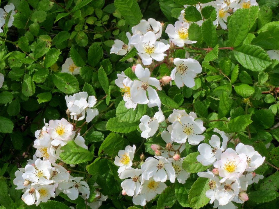 20140509Rosa_multiflora17