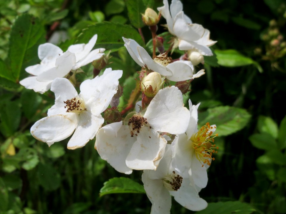 20140509Rosa_multiflora01