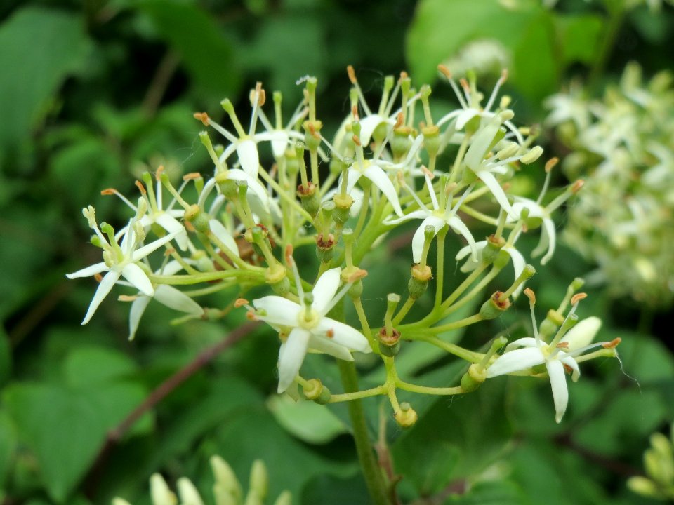 20140512Cornus_sanguinea2