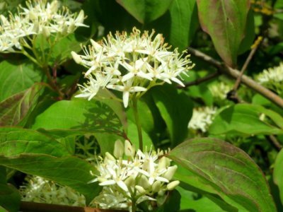20140509Cornus_sanguinea2