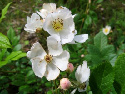 20140509Rosa_multiflora10