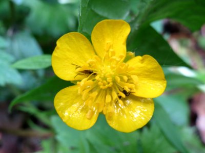 20140511Ranunculus_acris
