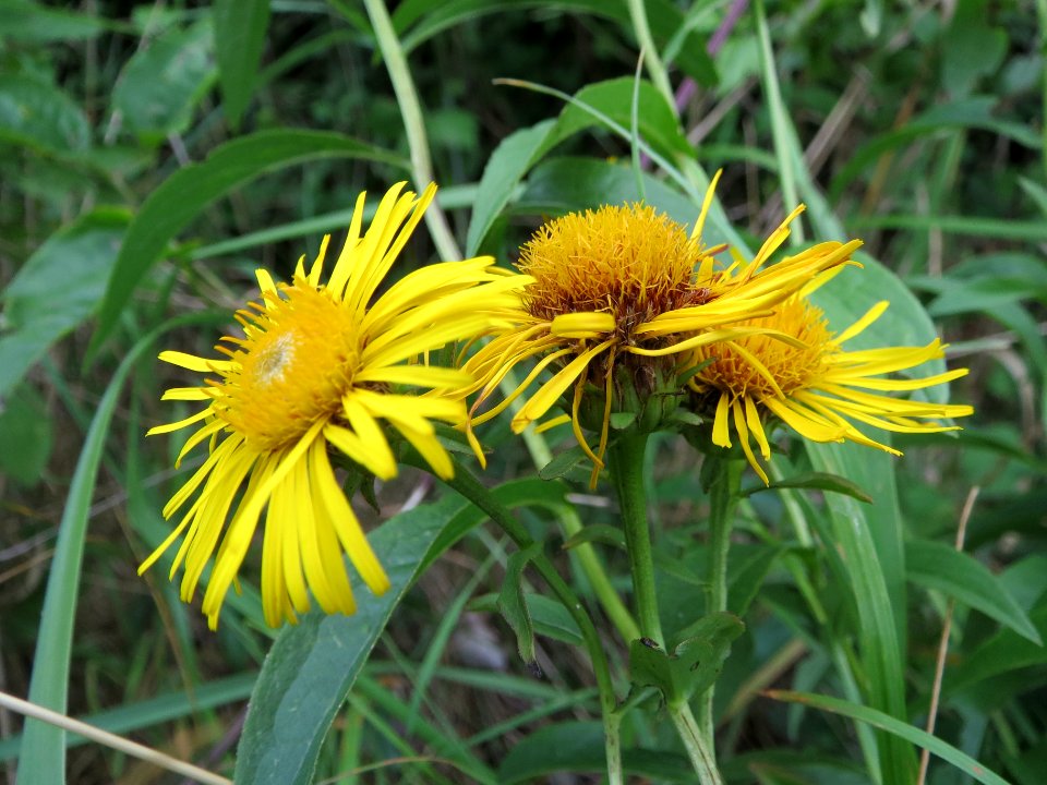 20140630Inula_britannica