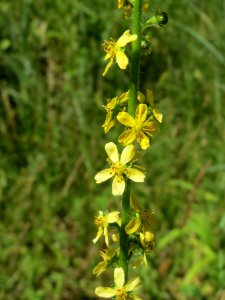 20140703Agrimonia_eupatoria photo