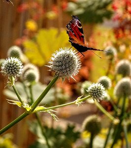 Butterfly thistle summer photo