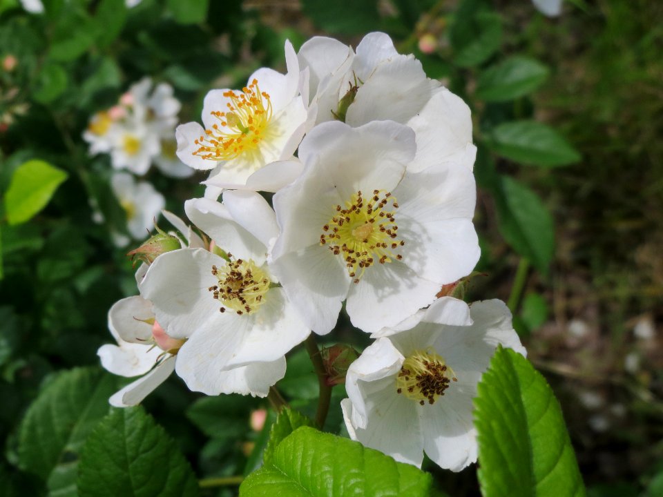 20140509Rosa_multiflora08