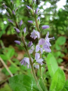 20140511Veronica_officinalis3