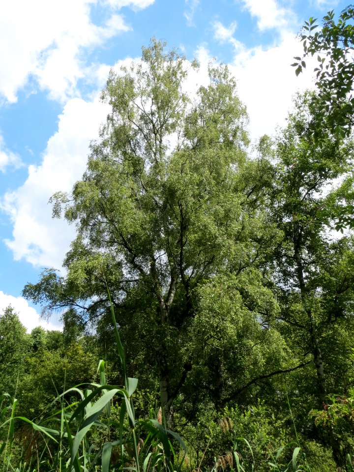 20140630Betula_pubescens