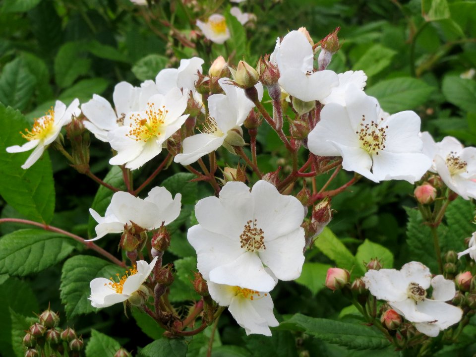 20140509Rosa_multiflora04