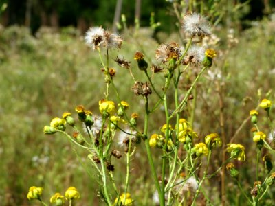 20140703Senecio_sylvaticus03