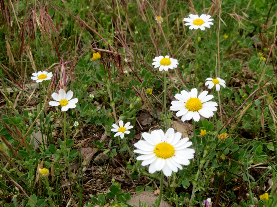 20140512Anthemis_arvensis1