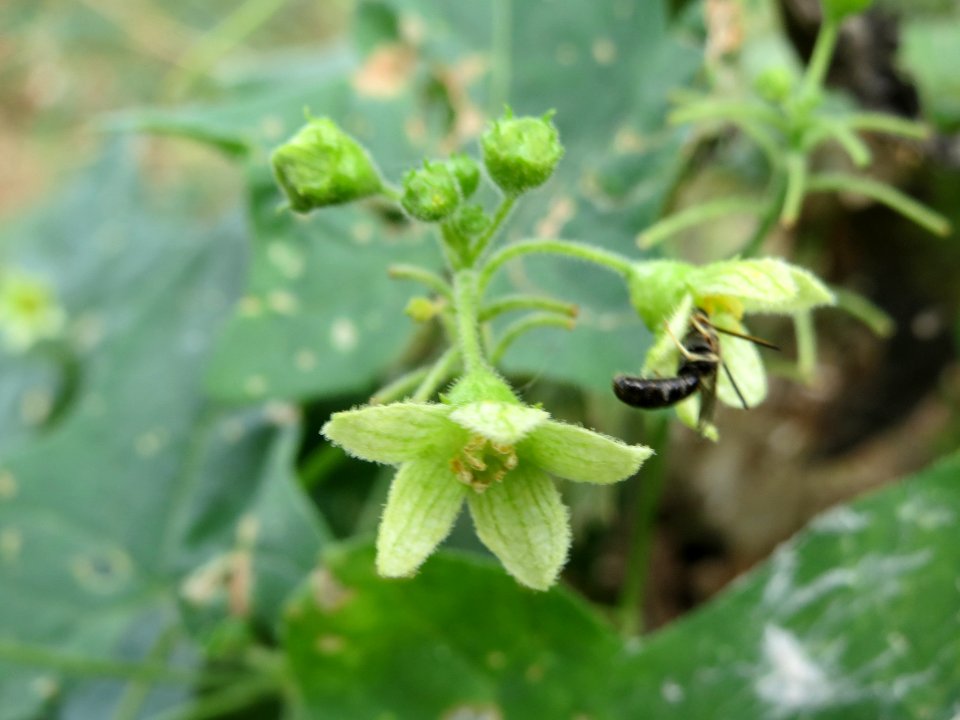 20140630Bryonia_dioica3