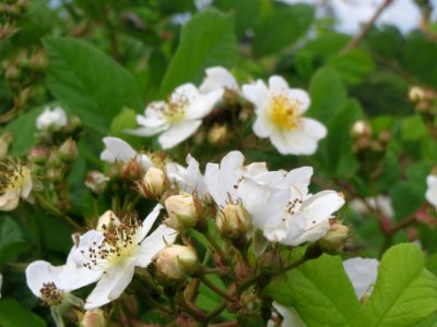 20140509Rosa_multiflora07