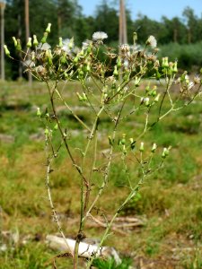 20140703Senecio_sylvaticus04