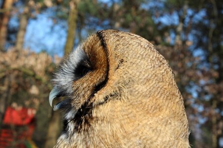 Animal nocturnal tawny owl photo