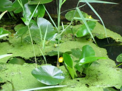 20140630Nuphar_lutea2