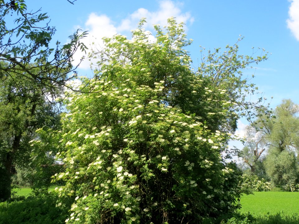 20140514Sambucus_nigra2