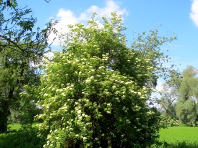 20140514Sambucus_nigra2
