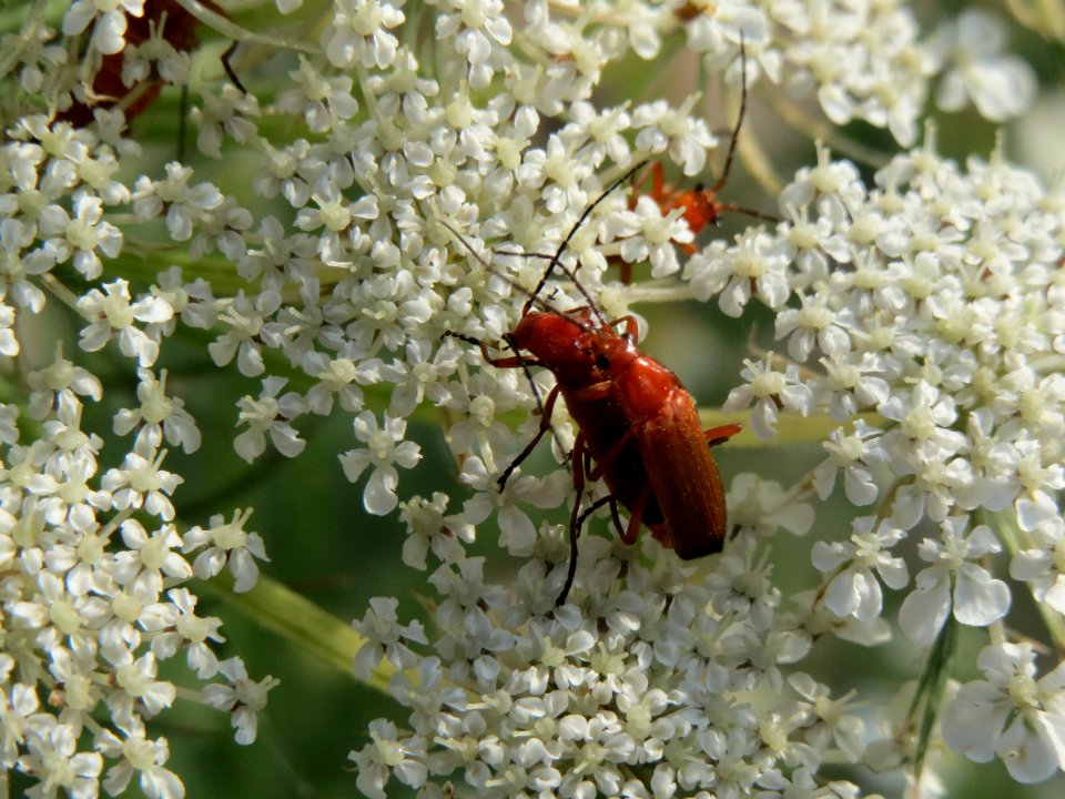 20140701Daucus_carota5