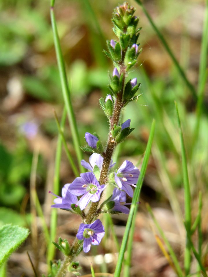 20140511Veronica_officinalis5