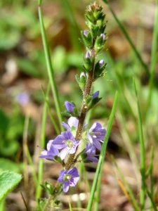 20140511Veronica_officinalis5