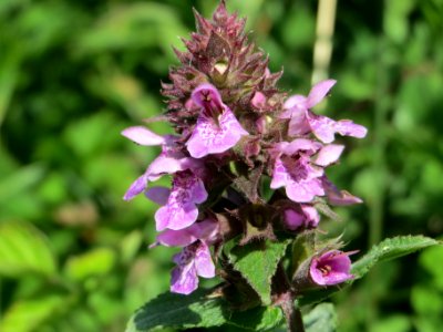 20140630Stachys_palustris3