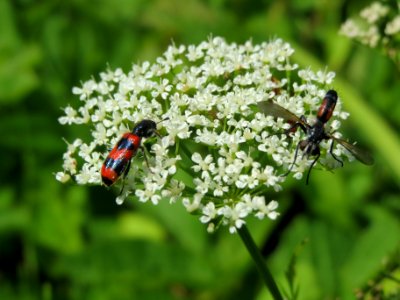 20140701Aegopodium_podagraria3