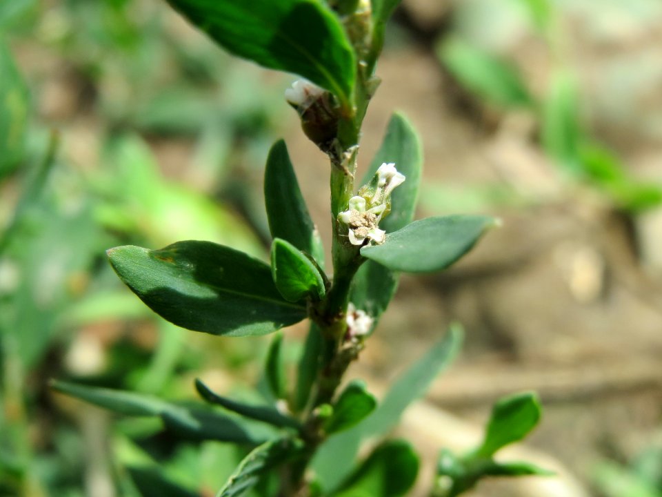 20140630Polygonum_aviculare