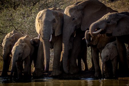 Safari pachyderm tusk