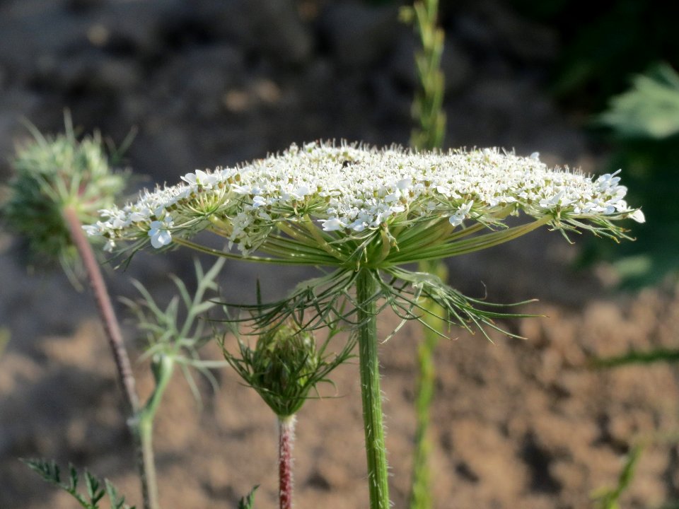 20140701Daucus_carota1