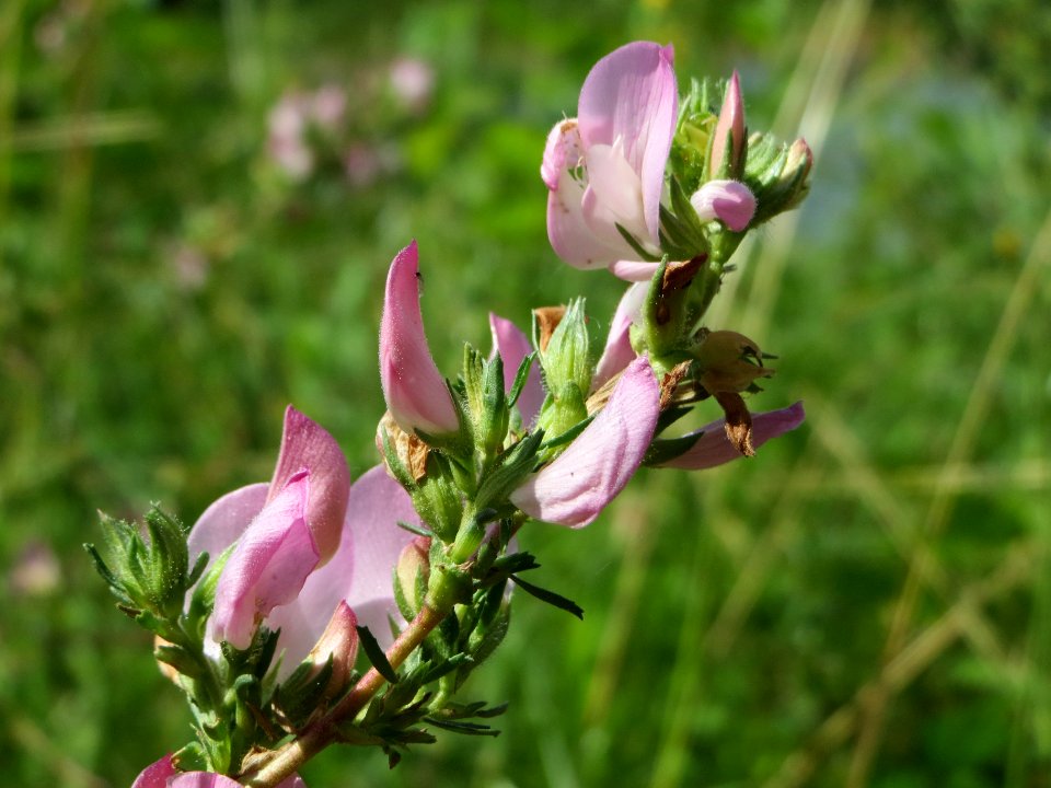 20140630Ononis_repens2