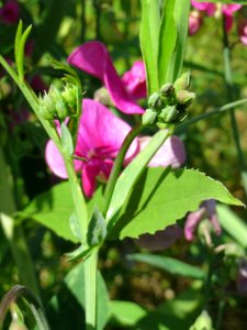 20140701Lathyrus_latifolius4