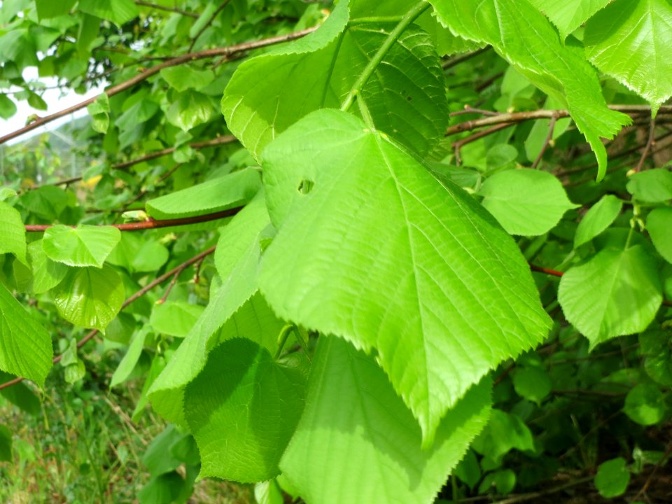 20140508Tilia_platyphyllos2