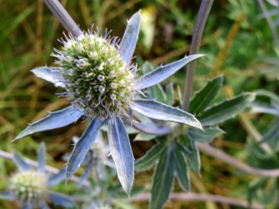 20140701Eryngium_planum6