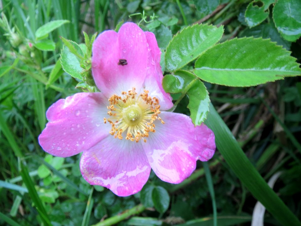 20140510Rosa_rubiginosa7