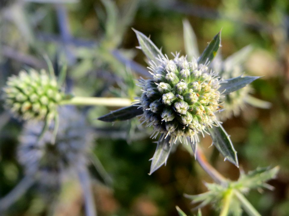 20140701Eryngium_planum2