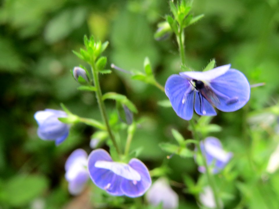 20140511Veronica_chamaedrys4