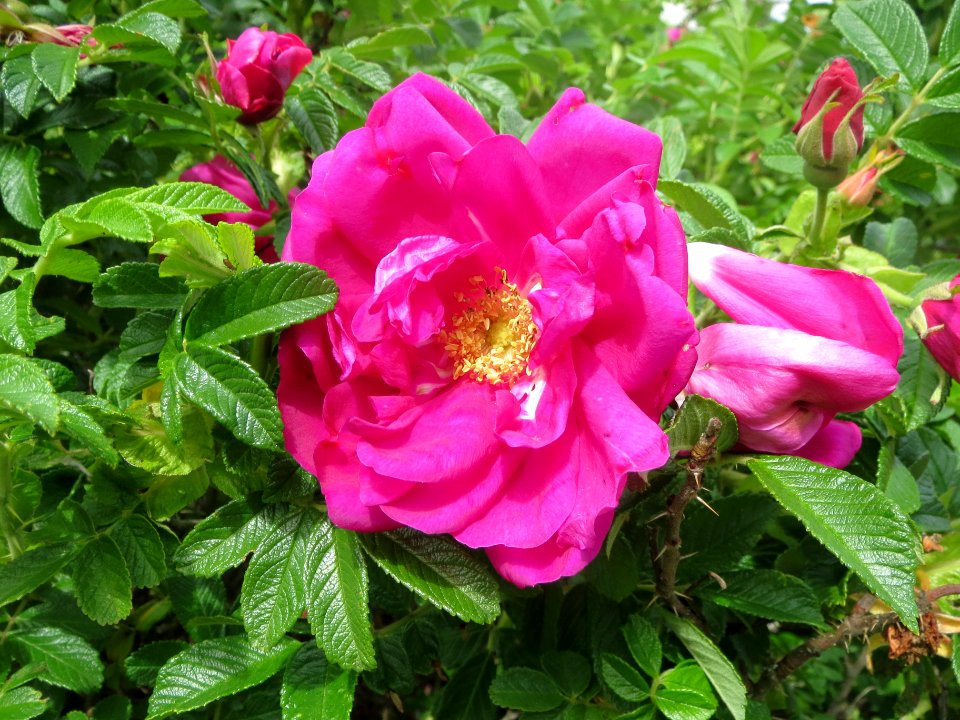 20140511Rosa_rugosa3