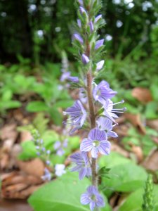 20140511Veronica_officinalis4