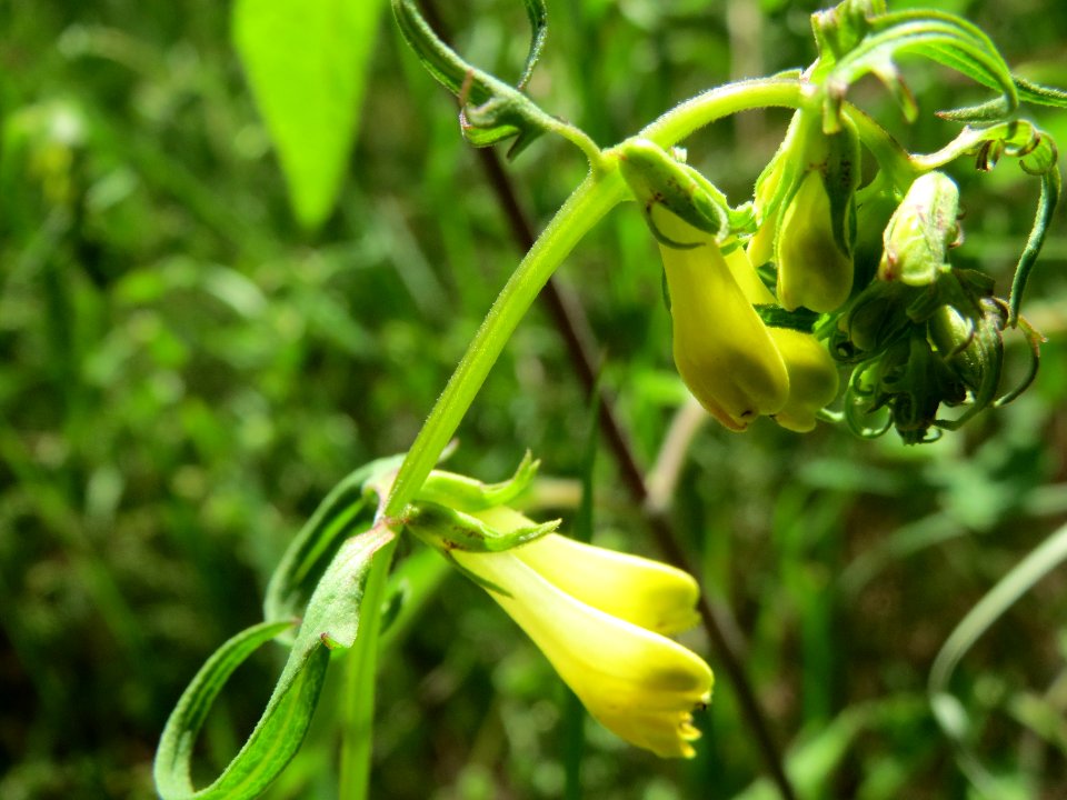 20140609Melampyrum_pratense2