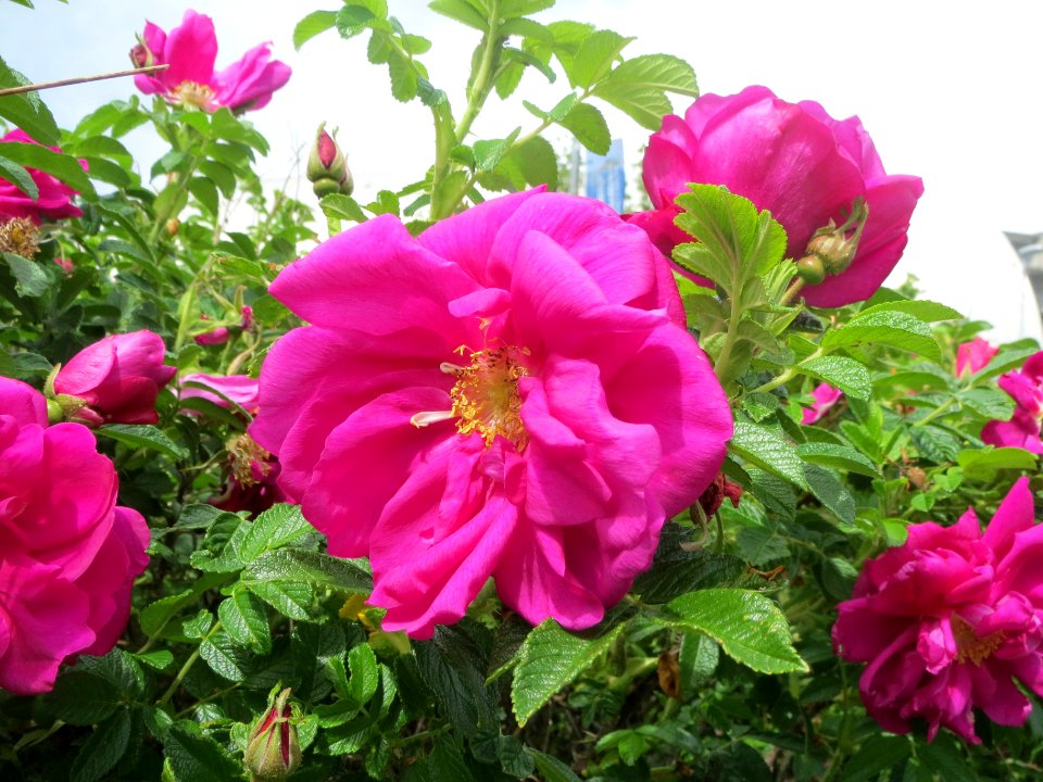 20140511Rosa_rugosa1