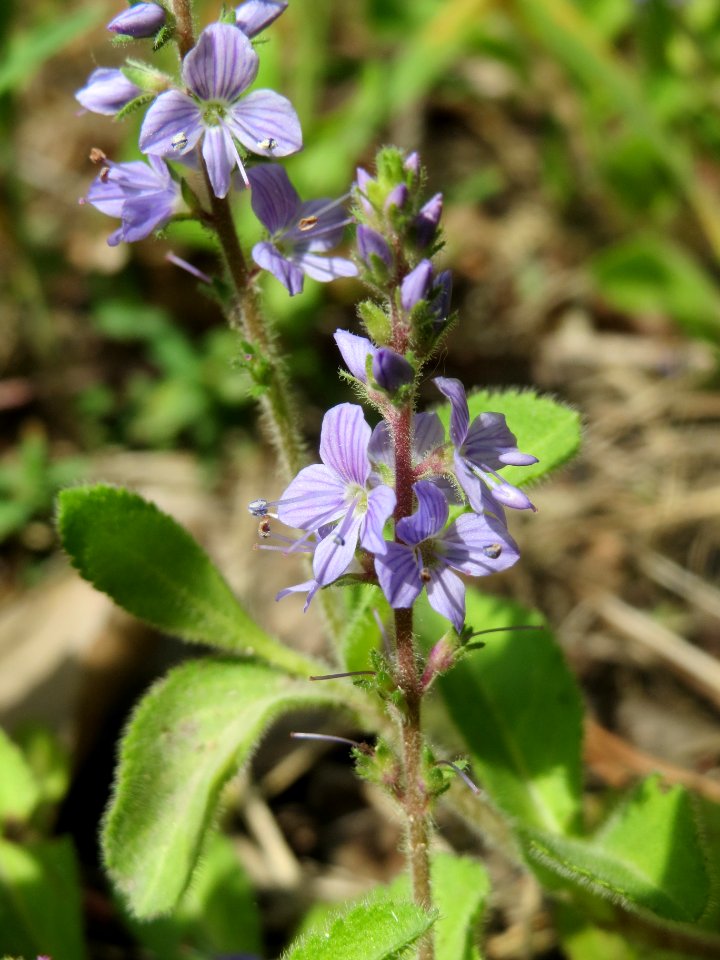 20140513Veronica_officinalis