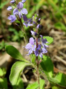20140513Veronica_officinalis